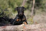 JAGDTERRIER ALLEMAND 092